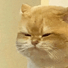 萌宠 猫咪 无聊 呆萌 可爱