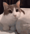 萌宠 猫咪 拍 呆萌 可爱