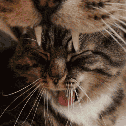 大嘴猫表情包动图图片