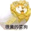 萌宠 狗狗 很黄的菜狗 呆萌 可爱