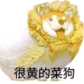 萌宠 狗狗 很黄的菜狗 呆萌 可爱