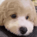 萌宠 狗 看 呆萌 可爱