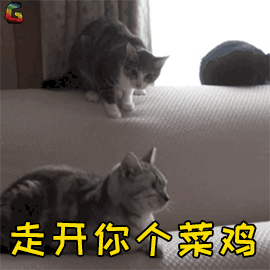 萌宠猫咪猫吃鸡菜鸡soogifsoogif出品gif动图