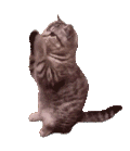 萌宠 猫咪 拜 呆萌 可爱