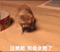 萌宠 猫星人 这就爬 我最会爬了 搞怪 呆萌