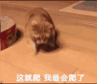 萌宠 猫星人 这就爬 我最会爬了 搞怪 呆萌