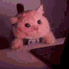 萌宠 猫咪 看电脑 呆萌 可爱