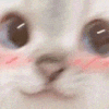 萌宠 猫咪 害羞 呆萌 可爱