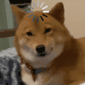 萌宠 狗狗 思考 呆萌 可爱