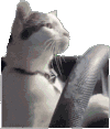 萌宠 猫咪 开车 呆萌 可爱