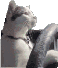 萌宠 猫咪 开车 呆萌 可爱