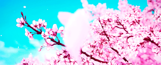 樱花花瓣飘落蓝天粉色gif动图