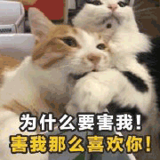 沙雕猫