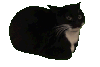 萌宠 猫咪 转圈 呆萌 可爱