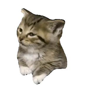 萌宠 猫咪 睡觉 呆萌 可爱
