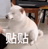 萌宠 狗狗 贴贴 呆萌 可爱