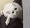 萌宠 猫咪 看 呆萌 可爱