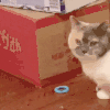 萌宠 猫咪 怎么啦 呆萌 可爱