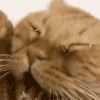 萌宠 猫咪 哭 呆萌 可爱