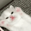 萌宠 猫咪 困 呆萌 可爱