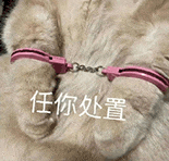 萌宠 猫咪 任你处置 呆萌 可爱