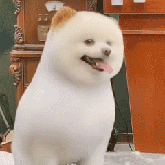 萌宠 狗狗 笑 呆萌 可爱