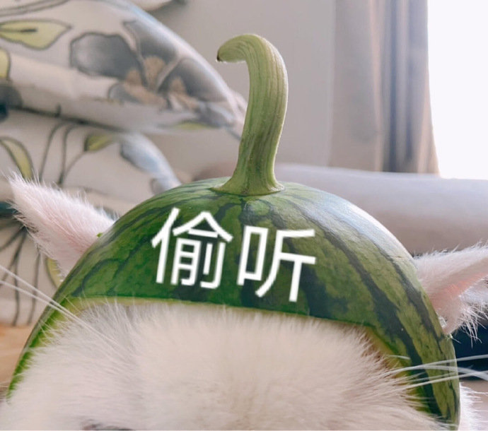 好奇的表情包小猫图片