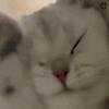 萌宠 猫咪 挠头 呆萌 可爱