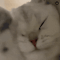 萌宠 猫咪 挠头 呆萌 可爱