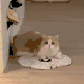 萌宠 猫咪 快跑 呆萌 可爱