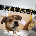 可爱 沙雕 感动不 搞笑 逗