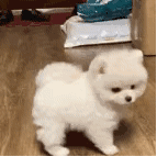 狗狗 打扰了 溜了 可爱