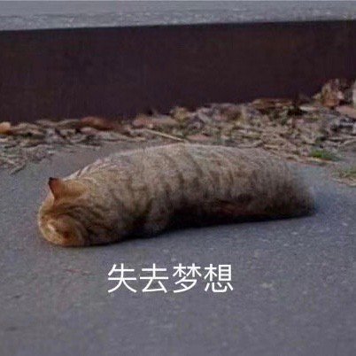 吊面猫表情包图片