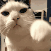 萌宠 猫咪 打 呆萌 可爱