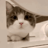 萌宠 猫咪 观察 呆萌 可爱