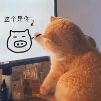 萌宠 猫咪 这个是你 呆萌 可爱