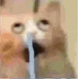 萌宠 猫咪 傻 呆萌 可爱