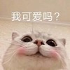 萌宠 猫星人 我可爱吗 害羞 呆萌 可爱