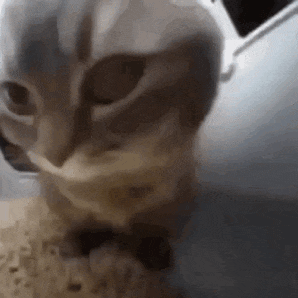 萌宠 猫咪 傻 呆萌 可爱