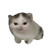 萌宠 猫咪 生气 呆萌 可爱