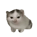 萌宠 猫咪 生气 呆萌 可爱