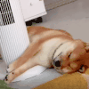 柴犬 可爱 沙雕 搞笑