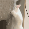 萌宠 猫 好奇 偷看 呆萌 可爱