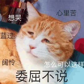 委屈gif猫gif心里苦gif