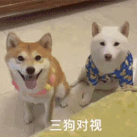 萌宠 狗狗 三狗对视 呆萌 可爱