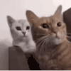 萌宠 猫咪 点头 呆萌 可爱
