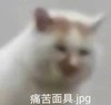 萌宠 猫星人 痛苦面具 难受 搞怪 呆萌