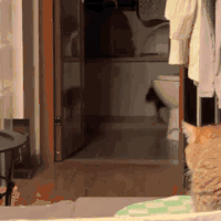 萌宠 猫咪 跳 呆萌 可爱