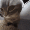 萌宠 猫咪 蹭 呆萌 可爱