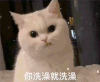 萌宠 猫咪 你洗澡就洗澡 呆萌 可爱